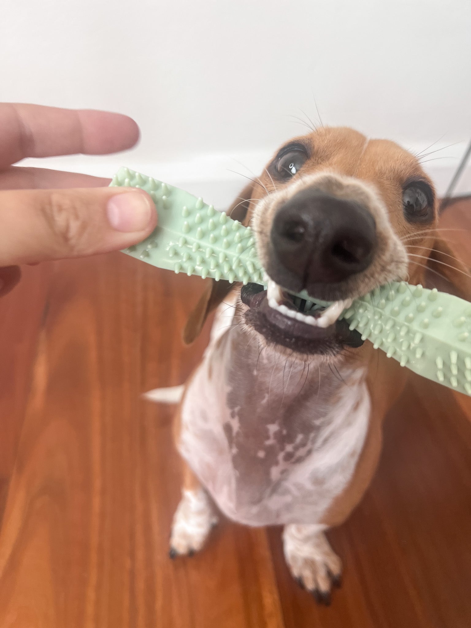 dog leash
